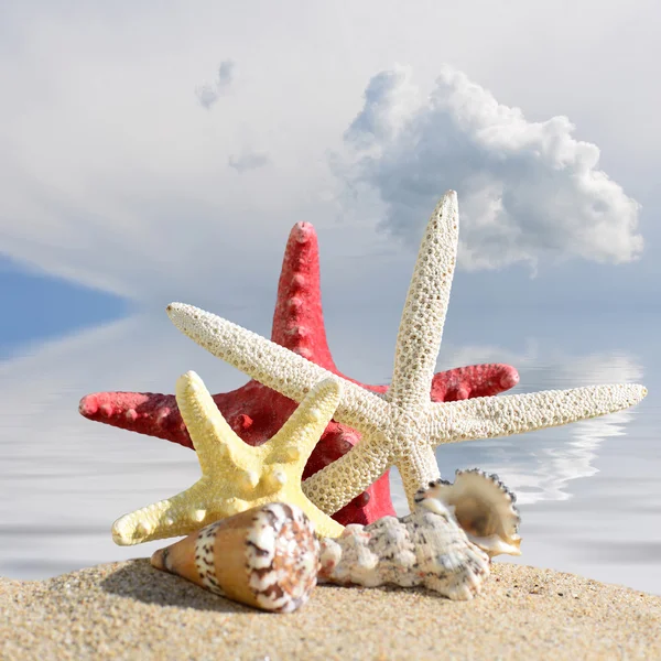 Plaj arka plan. Deniz kabukları ve denizyıldızı plaj kum üzerinde. Deniz ve gökyüzü arka planda — Stok fotoğraf