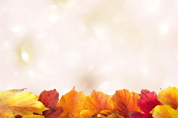 Осенние листья на светлом фоне — стоковое фото