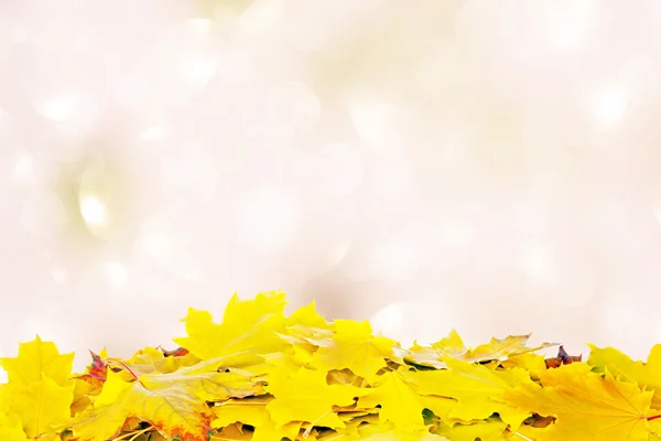 Herfst bladeren op een lichte achtergrond — Stockfoto