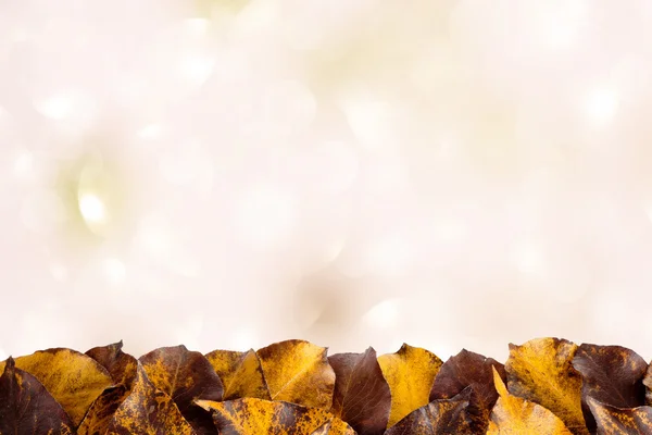 Hafif arkaplanda sonbahar yaprakları — Stok fotoğraf