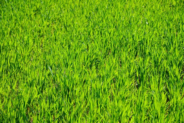 Frisches grünes Gras auf dem Feld als Hintergrund — Stockfoto