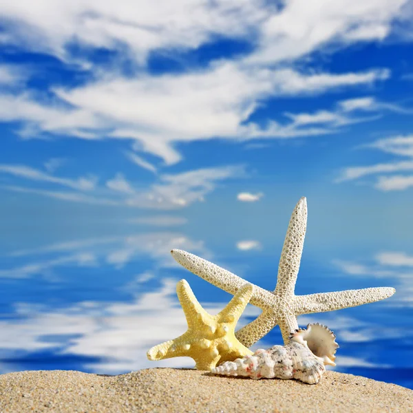 Conchas do mar e peixes estrela com areia — Fotografia de Stock