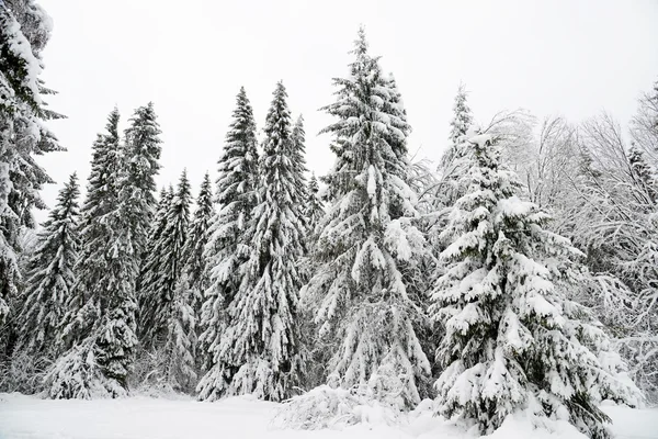 Christmas background with snowy fir trees — Stock Photo, Image