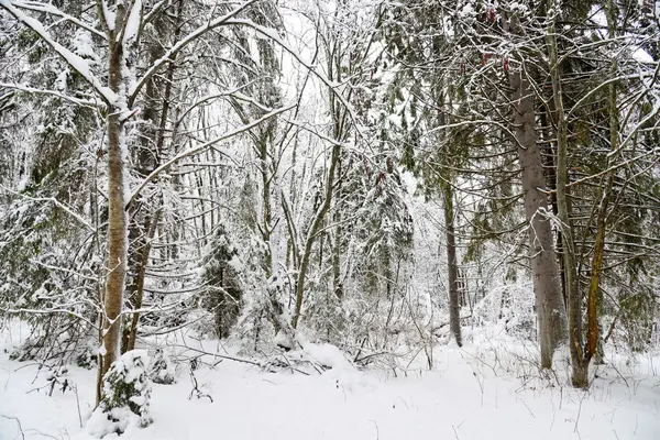 Inverno paisagem florestal — Fotografia de Stock