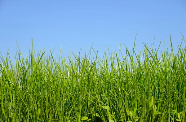 Groen grasveld en heldere blauwe lucht — Stockfoto