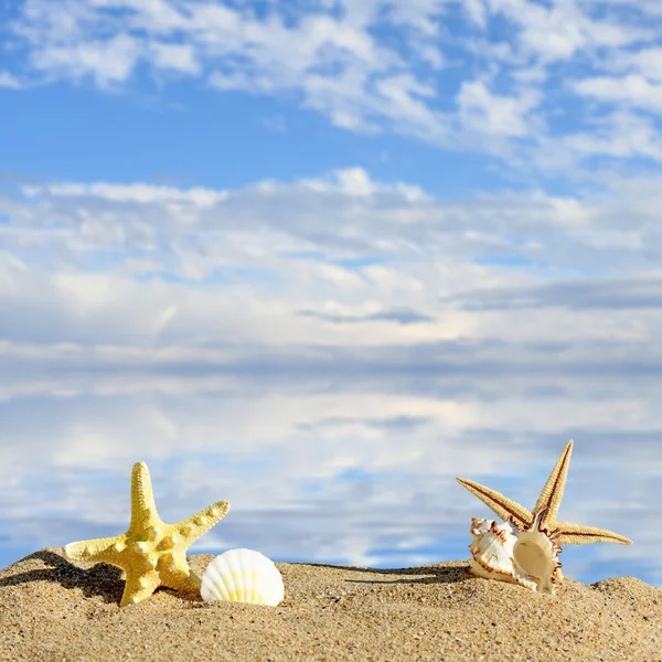 Coquilles de mer et poissons étoilés avec sable — Photo