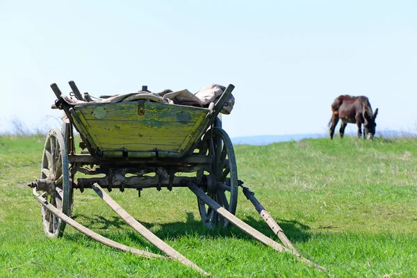 Burro pastando en un prado. El carro en primer plano — Foto de Stock