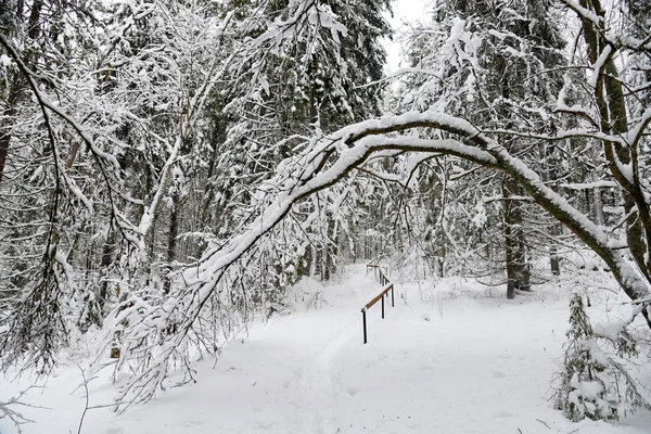 Inverno paisagem florestal — Fotografia de Stock