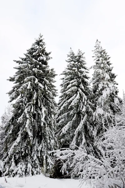 Jul bakgrund med snöiga gran träd — Stockfoto