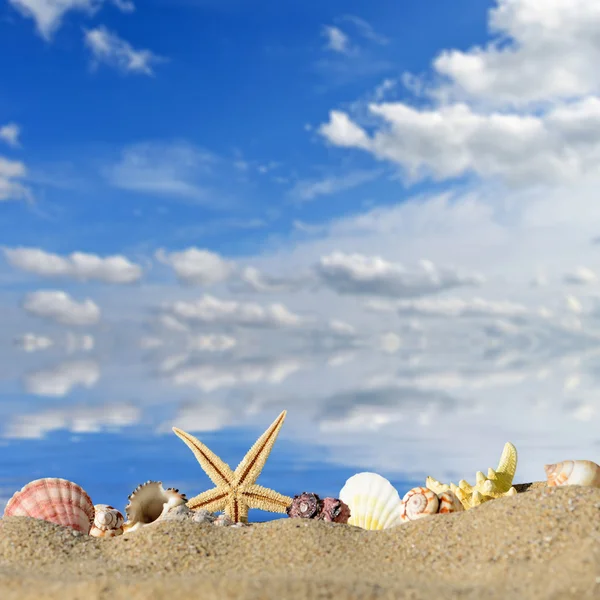 Conchas marinas y estrellas de mar con arena — Foto de Stock