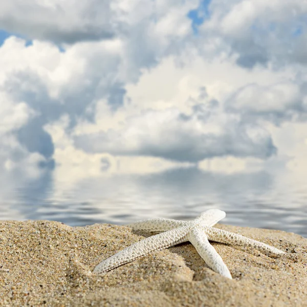 Estrella de mar con arena — Foto de Stock