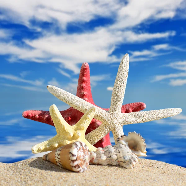 Sea shells and star fish with sand — Stock Photo, Image