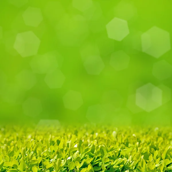 Yeşil çimenlerin üzerinde bokeh ile yeşil bir arka plan — Stok fotoğraf