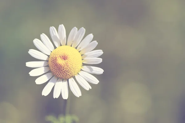 Chamomile on a background of green grass.Special toned photo in vintage style — Stock Photo, Image