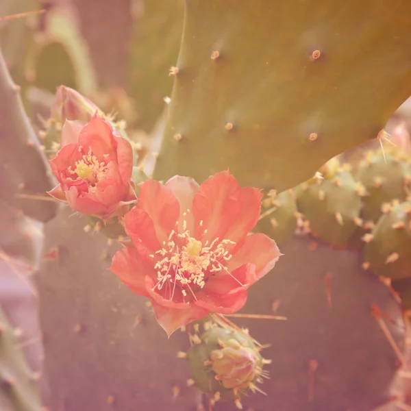 Cactus Flower.Special тонированное фото в винтажном стиле — стоковое фото