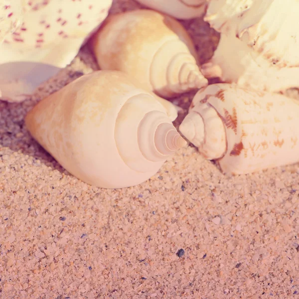 Zeeschelpen met zand als achtergrond. Speciale getinte foto in vintage stijl — Stockfoto