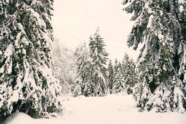 積雪のモミの木でクリスマスの背景。ビンテージ スタイルで特別なトーンの写真 — ストック写真