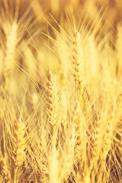 Orelhas douradas de trigo ao pôr do sol, antes da colheita.Foto tonificada especial em estilo vintage — Fotografia de Stock