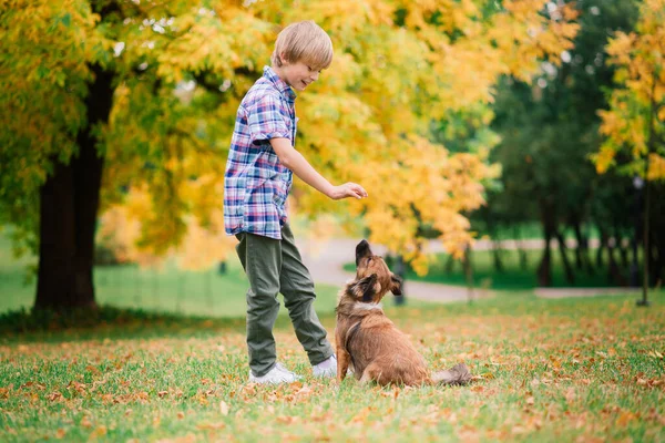 Cute Boy Playing Walking His Dog Meadow — Stock Photo, Image