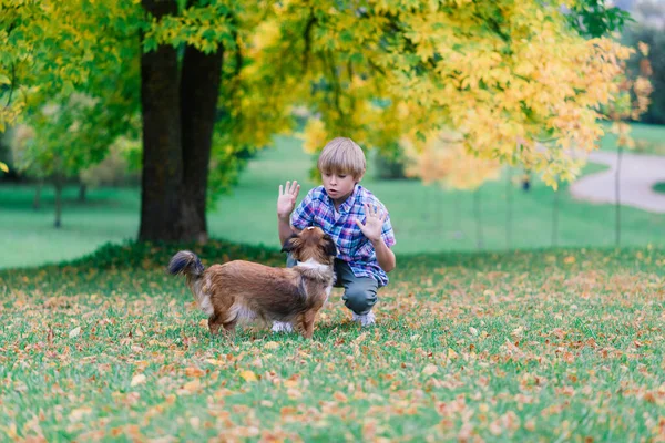 Leuke Jongen Spelen Wandelen Met Zijn Hond Wei — Stockfoto