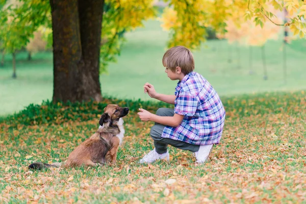 男孩抱着一只狗 在秋天的城市公园里嬉戏 — 图库照片