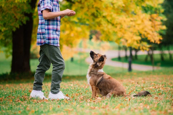 Junge Umarmt Hund Und Plappert Mit Herbst Stadtpark — Stockfoto