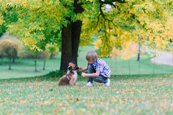 男孩抱着狗 在秋天的城市公园玩耍 — 图库照片