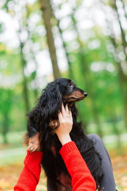 Genç ve çekici bir kadın dachshund köpeğini kollarında tutuyor. Sonbahar zamanı güneşin doğuşunda parkta.