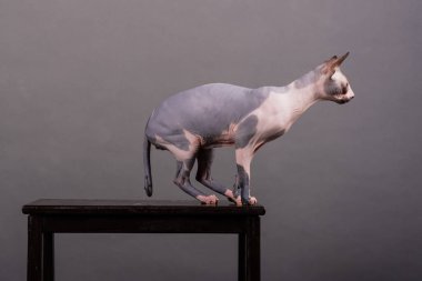 Gri arka planda oturan mavi gözlü Kanadalı Sphynx kedisi