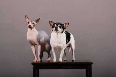 Kedi ve köpek birlikte gri arka planda, Kanada Sphynx, chihuahua