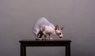 Gri arka planda oturan mavi gözlü Kanadalı Sphynx kedisi