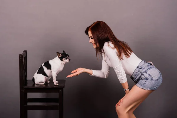 Woman and dog. Man and animal. Brunette holding chihuahua in the studio on grey background.