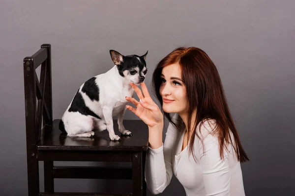 Woman and dog. Man and animal. Brunette holding chihuahua in the studio on grey background.