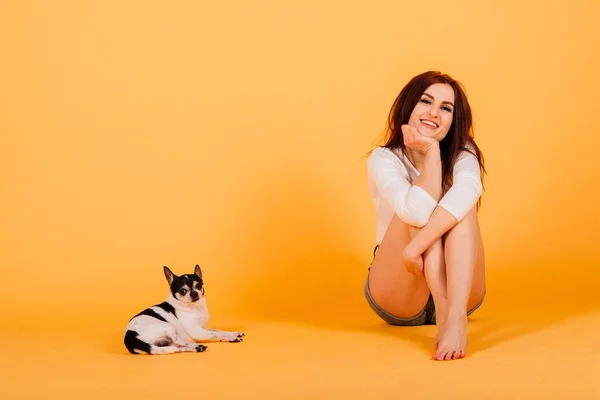 Woman and dog. Man and animal. Brunette holding chihuahua in the studio on grey background.