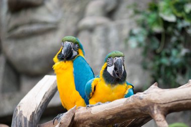 Dalda oturan bir çift papağan papağanı. Vahşi yaşam ve yağmur ormanları tropikal kuşlar.