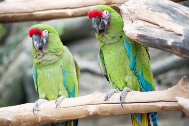 Dalda oturan bir çift papağan papağanı. Vahşi yaşam ve yağmur ormanları tropikal kuşlar.