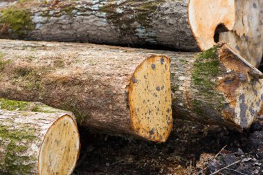 Kayın kütükleri, ulusal park, orman kerestesi ahşap malzemeler.