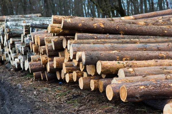 Beech Logs National Park Forest Lumber Wood Materials Stock Photo