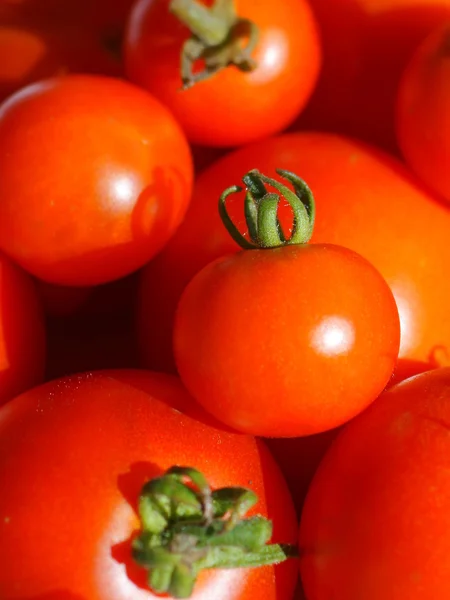 Liten tomat närbild — Stockfoto