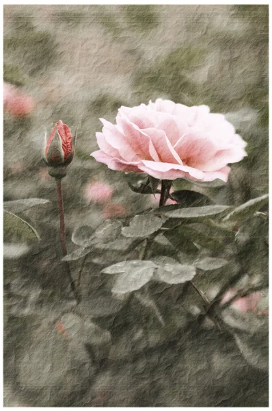 Rosa vintage (1 ) — Fotografia de Stock