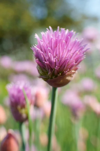 Mor çiçek açan bıçak (allium) (107) — Stok fotoğraf