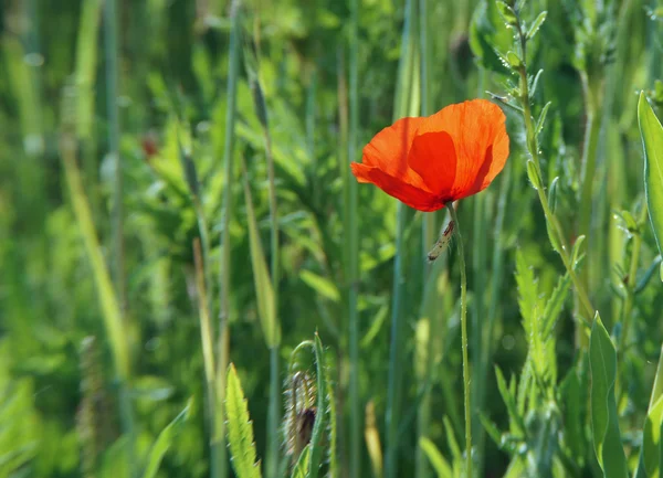 Corn poppy - Papaver rhoeas (126) — Stock Photo, Image