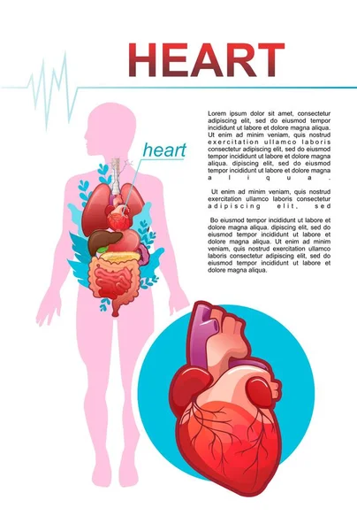 白色背景人物形象医学信息海报 内脏器官文字描述 白色背景下的大心脏符号 垂直插图 — 图库矢量图片