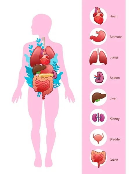 Modelo Órganos Internos Silueta Del Cuerpo Humano Cartel Concepto Vertical — Archivo Imágenes Vectoriales