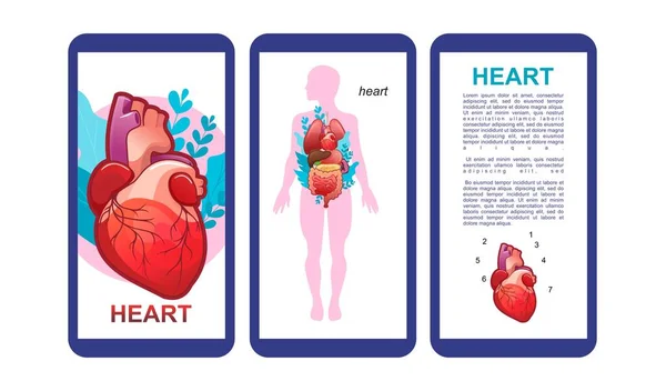 内部器官の説明と人間の心臓のアイコンを持つ人間の体の3つの垂直方向のポスターのシルエット 電話アプリやポスターのための — ストックベクタ