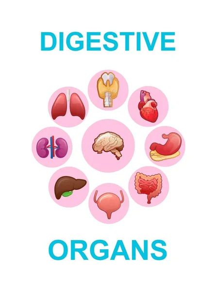 Verzameling Vectoriconen Van Menselijke Inwendige Organen Witte Achtergrond Vectorillustratie — Stockvector