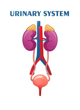 İdrar sistemi şematik çizimi, iç organlar vektörü