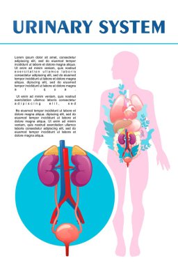 İdrar sistemi şematik çizimi, iç organlı insan vücudu silueti