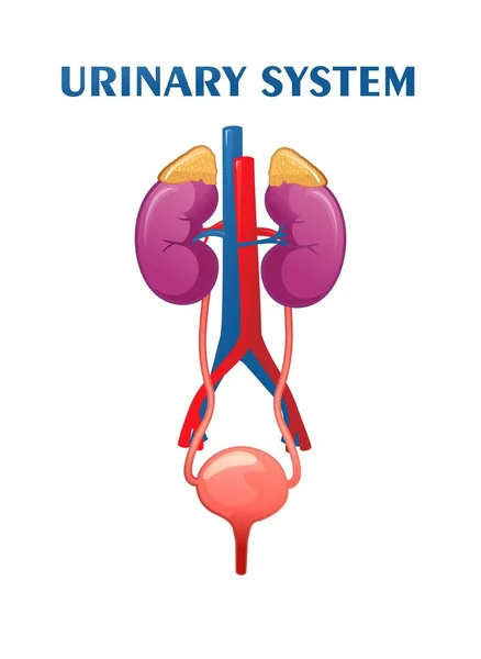 Urinary System Schematic Illustration Internal Organs Vector — Stock Vector