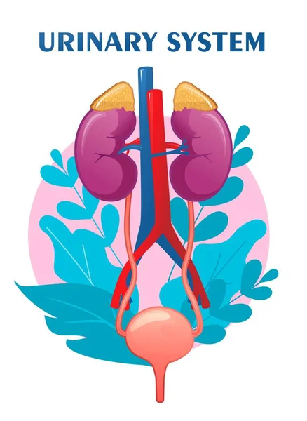 Ilustração Esquemática Sistema Urinário Com Órgãos Internos — Vetor de Stock